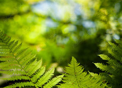 Fototapeta plátno 160 x 116, 419413555 - Green fresh fern leafs in a forest with trees in the background and a blue sky - Zelené čerstvé kapradinové listy v lese se stromy v pozadí a modrou oblohou