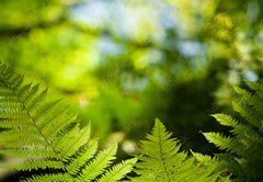 Fototapeta pltno 174 x 120, 419413555 - Green fresh fern leafs in a forest with trees in the background and a blue sky
