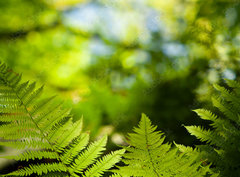 Fototapeta pltno 330 x 244, 419413555 - Green fresh fern leafs in a forest with trees in the background and a blue sky