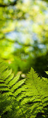 Samolepka na dvee flie 90 x 220, 419413555 - Green fresh fern leafs in a forest with trees in the background and a blue sky