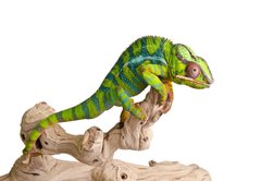 Fototapeta plátno 174 x 120, 41961007 - Colorful chameleon (5) - Barevný chameleon (5)