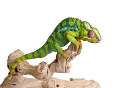 Samolepka flie 200 x 144, 41961007 - Colorful chameleon (5) - Barevn chameleon (5)