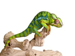 Fototapeta pltno 330 x 244, 41961007 - Colorful chameleon (5)
