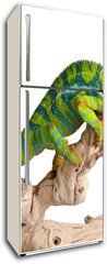 Samolepka na lednici fólie 80 x 200, 41961007 - Colorful chameleon (5) - Barevný chameleon (5)
