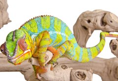Fototapeta plátno 174 x 120, 41961135 - Colorful chameleon. - Barevný chameleon.