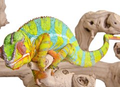 Samolepka flie 200 x 144, 41961135 - Colorful chameleon. - Barevn chameleon.