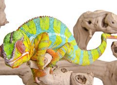 Fototapeta papr 254 x 184, 41961135 - Colorful chameleon. - Barevn chameleon.