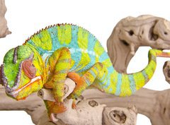 Fototapeta papr 360 x 266, 41961135 - Colorful chameleon. - Barevn chameleon.