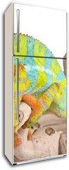 Samolepka na lednici fólie 80 x 200, 41961135 - Colorful chameleon. - Barevný chameleon.