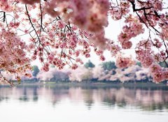 Samolepka flie 100 x 73, 41977013 - Cherry Blossoms over Tidal Basin in Washington DC - Cherry Blossoms nad plivovou pnv ve Washingtonu DC