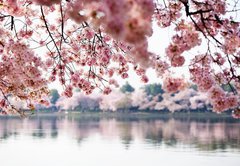 Samolepka flie 145 x 100, 41977013 - Cherry Blossoms over Tidal Basin in Washington DC - Cherry Blossoms nad plivovou pnv ve Washingtonu DC