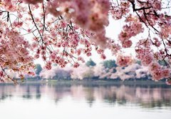 Fototapeta papr 184 x 128, 41977013 - Cherry Blossoms over Tidal Basin in Washington DC - Cherry Blossoms nad plivovou pnv ve Washingtonu DC