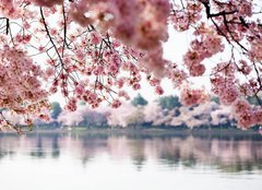 Fototapeta254 x 184  Cherry Blossoms over Tidal Basin in Washington DC, 254 x 184 cm