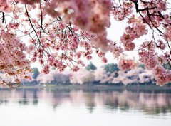 Fototapeta330 x 244  Cherry Blossoms over Tidal Basin in Washington DC, 330 x 244 cm
