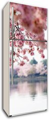 Samolepka na lednici flie 80 x 200, 41977013 - Cherry Blossoms over Tidal Basin in Washington DC - Cherry Blossoms nad plivovou pnv ve Washingtonu DC