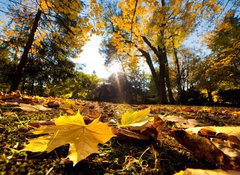 Fototapeta vliesov 100 x 73, 42033806 - Fall autumn park. Falling leaves in a sunny day