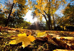 Fototapeta vliesov 145 x 100, 42033806 - Fall autumn park. Falling leaves in a sunny day