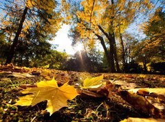 Fototapeta360 x 266  Fall autumn park. Falling leaves in a sunny day, 360 x 266 cm