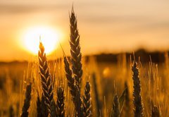 Samolepka flie 145 x 100, 42060294 - Wheat Stalk silhouette - Silueta penice Stalk