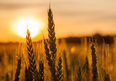 Fototapeta184 x 128  Wheat Stalk silhouette, 184 x 128 cm