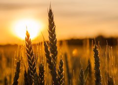 Samolepka flie 200 x 144  Wheat Stalk silhouette, 200 x 144 cm