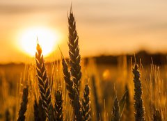 Fototapeta pltno 240 x 174, 42060294 - Wheat Stalk silhouette