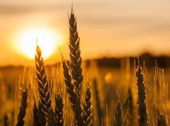 Samolepka flie 270 x 200  Wheat Stalk silhouette, 270 x 200 cm