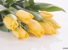 Fototapeta vliesov 100 x 73, 42120397 - Spring tulips isolated on white - Jarn tulipny izolovanch na blm