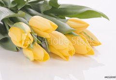 Fototapeta145 x 100  Spring tulips isolated on white, 145 x 100 cm