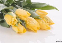 Fototapeta papr 184 x 128, 42120397 - Spring tulips isolated on white