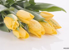 Samolepka flie 200 x 144  Spring tulips isolated on white, 200 x 144 cm