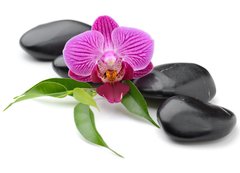 Samolepka flie 200 x 144  orchid, 200 x 144 cm