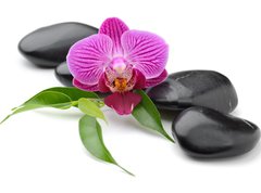 Samolepka flie 270 x 200  orchid, 270 x 200 cm