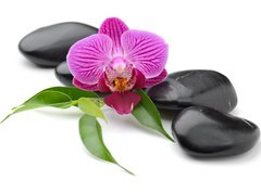 Fototapeta papír 360 x 266, 42149939 - orchid - orchidej