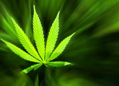 Fototapeta pltno 240 x 174, 42226543 - Marijuana background