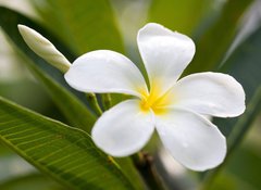 Samolepka flie 100 x 73, 42353614 - tropical flowers frangipani (plumeria) - tropick kvtiny frangipani (plumeria)