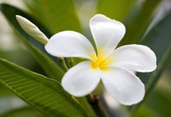 Fototapeta vliesov 145 x 100, 42353614 - tropical flowers frangipani (plumeria)