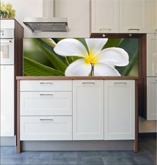 Fototapeta do kuchyn flie 180 x 60  tropical flowers frangipani (plumeria), 180 x 60 cm