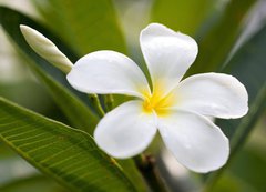 Fototapeta vliesov 200 x 144, 42353614 - tropical flowers frangipani (plumeria)