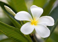 Fototapeta pltno 240 x 174, 42353614 - tropical flowers frangipani (plumeria)