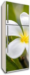 Samolepka na lednici flie 80 x 200  tropical flowers frangipani (plumeria), 80 x 200 cm