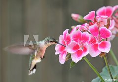 Samolepka flie 145 x 100, 42378614 - Hummingbird Feeding - Kolibk krmen