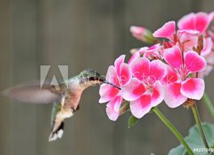 Fototapeta pltno 160 x 116, 42378614 - Hummingbird Feeding - Kolibk krmen
