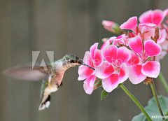 Fototapeta vliesov 200 x 144, 42378614 - Hummingbird Feeding - Kolibk krmen