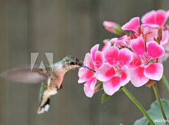 Samolepka flie 270 x 200, 42378614 - Hummingbird Feeding - Kolibk krmen