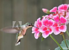 Fototapeta pltno 330 x 244, 42378614 - Hummingbird Feeding