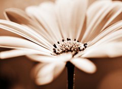 Samolepka flie 100 x 73  pretty daisy, shallow depth of field, 100 x 73 cm