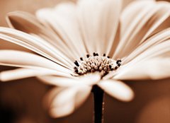 Fototapeta160 x 116  pretty daisy, shallow depth of field, 160 x 116 cm