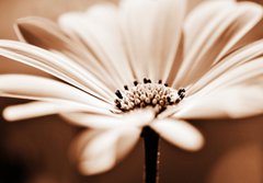 Fototapeta184 x 128  pretty daisy, shallow depth of field, 184 x 128 cm