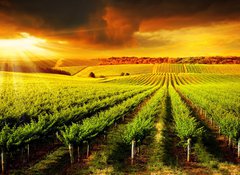 Samolepka flie 100 x 73, 42395057 - Stunning Vineyard Sunset - Ohromujc zpad slunce na vinici